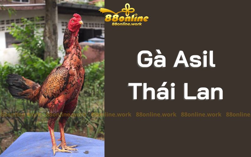 Gà Asil Thái Lan